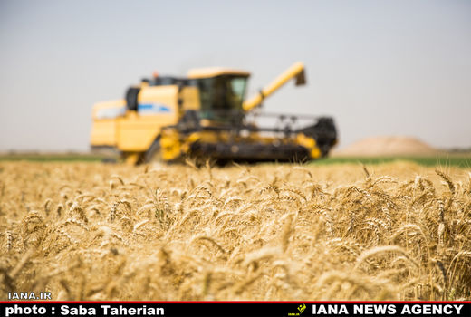 حداقل قیمت گندم کیلویی 1800 تومان