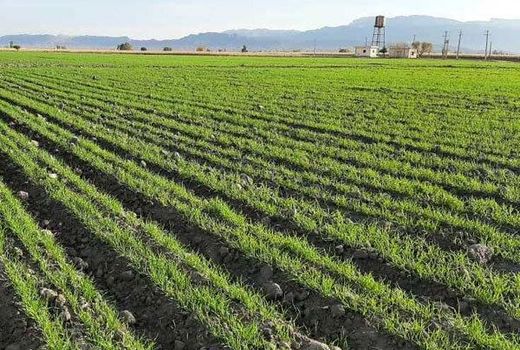  کشت گندم در مرودشت از 69 هزار هکتار گذشت