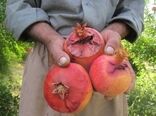 میوه‌های آلوده به آفت در شهرضا جمع آوری می شود