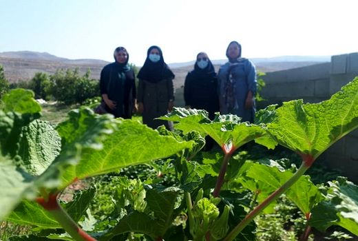 ایجاد باغچه‌های سلامت در فیروزآباد