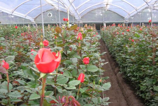 درآمد میلیاردی گلهای رز در خراسان جنوبی