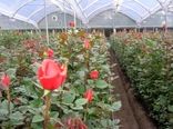 درآمد میلیاردی گلهای رز در خراسان جنوبی