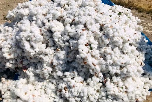 آغاز برداشت وش پنبه از مزارع داراب