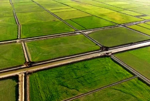 تثبیت مالکیت اراضی کشاورزی شتاب گرفت/ رفع تداخل ۹۲ درصدی

