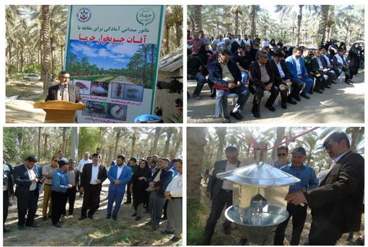 شبیخون سوسک چوب‌خوار به نخیلات استان بوشهر