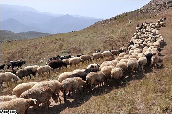 افزایش 50 درصدی بهره‌وری در تولیدات دام‌های سبک