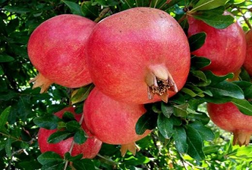 انار بیضاء آماده عرضه به بازار میوه 