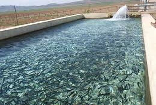 ۱۱ هزار حلقه چاه و استخر برای توسعه آبزی‌پروری در بوشهر شناسایی شد