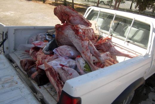 بیش از یک تن فراورده دامی در شهرستان بروجن معدوم شد 