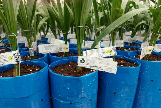  صادرات دو میلیون اصله نهال از ایران در یک سال گذشته/توسعه بازارهای هدف و افزایش ظرفیت تولید داخلی حاصل شد 