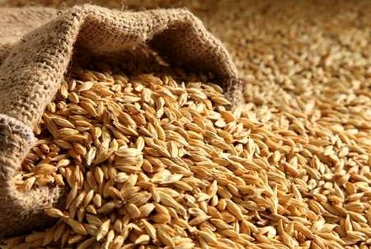۴۶هزار تن نهاده جو ویژه خشکسالی در تیرماه بین دامداران در خراسان رضوی توزیع شد