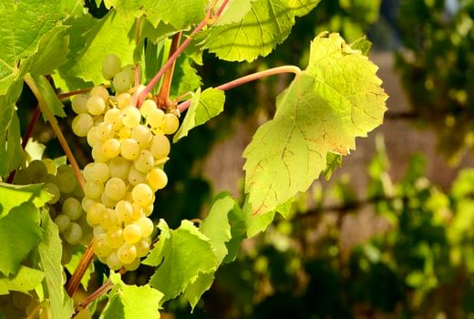 آغاز برداشت انگور از تاکستان‌های اردبیل