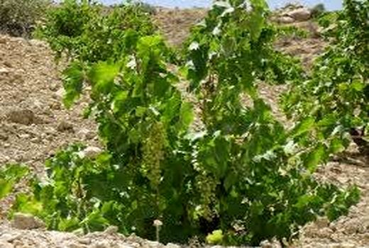 برداشت انگور دیم در کازرون