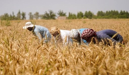 برگزاری ۶ هزار روز مزرعه با محوریت کشاورزان مرجع/ ۵۲۰۰ سازه ترویجی در کشور فعال است