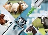  واردکنندگان داروهای دامپزشکی موفق به دریافت ارز نشده‌اند