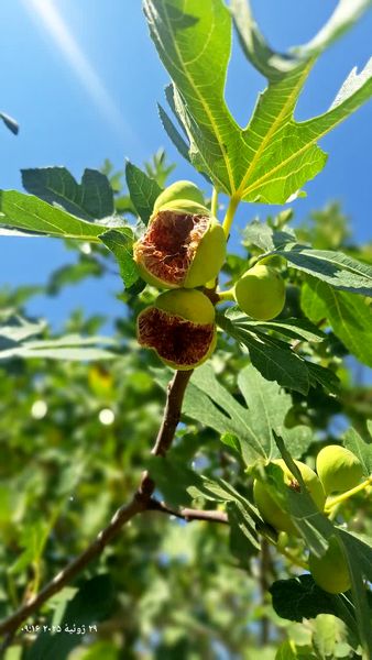 پیش بینی برداشت 5 هزار تن انجیر در داراب