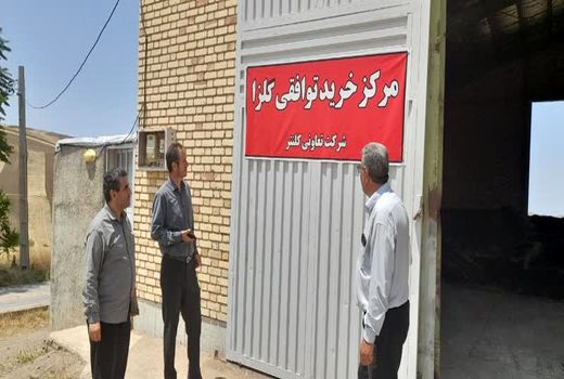 خرید 740 تن کلزا در تعاون روستایی آذربایجان شرقی؛ پرداخت مطالبات به زودی
