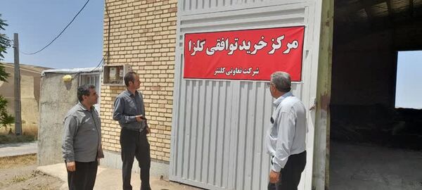 خرید 740 تن کلزا در تعاون روستایی آذربایجان شرقی؛ پرداخت مطالبات به زودی

