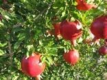 آغاز برداشت طلای سرخ از ۵۰ هکتار مزارع فریدن