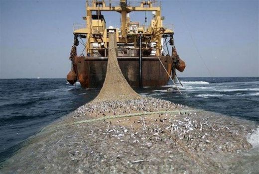 صید میگو در محدوده استان بوشهر ۲۹ شهریورماه پایان می‌یابد