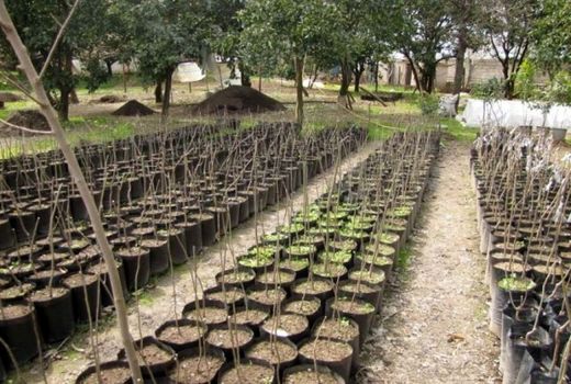 ۴۶ درصد طرح کاشت یک میلیارد درخت در زاگرس اجرا می‌شود