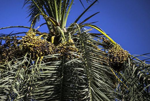 عارضه پژمردگی خوشه در کمین نخیلات استان بوشهر