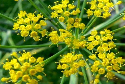 کاشت نشایی آنغوزه برای اولین بار در کشور