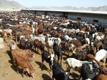 آغاز واکسیناسیون یک میلیون 826هزار راس دام علیه بیماری تب برفکی