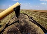 برداشت سه هزار تن کلزا از مزارع استان قزوین
