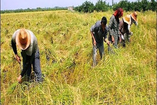 توسعه کشاورزی مهم‌ترین راهکار رفع بیکاری است