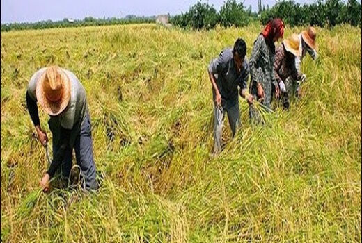 توسعه کشاورزی مهم‌ترین راهکار رفع بیکاری است