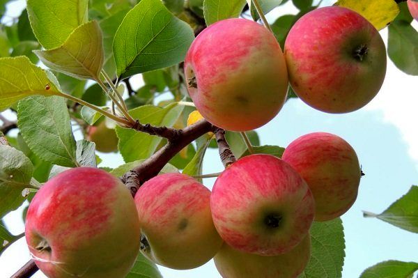 تولید سیب پاییزه استان اصفهان افزایش یافت