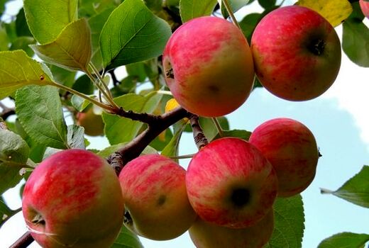 تولید سیب پاییزه استان اصفهان افزایش یافت