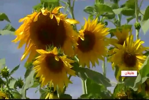 آغاز برداشت آفتابگردان از مزارع هلیلان