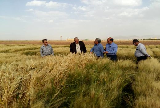 بازدید سرزده رئیس سازمان از پروژه‌های ایستگاه تحقیقات کشاورزی فیض آباد و کاشمر