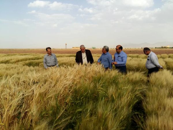 بازدید سرزده رئیس سازمان از پروژه‌های ایستگاه تحقیقات کشاورزی فیض آباد و کاشمر