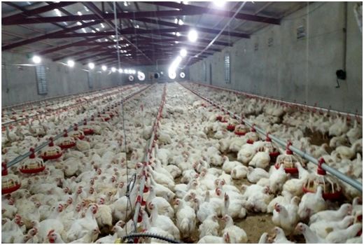 تخصیص  11 هزار تن نهاده دام و طیور بین مرغداران و دامداران اهر از ابتدای سال جاری