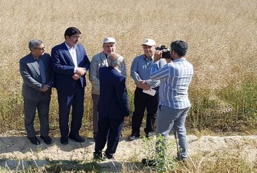 نخستین برداشت کلزای کشور از استان بوشهر آغاز شد 