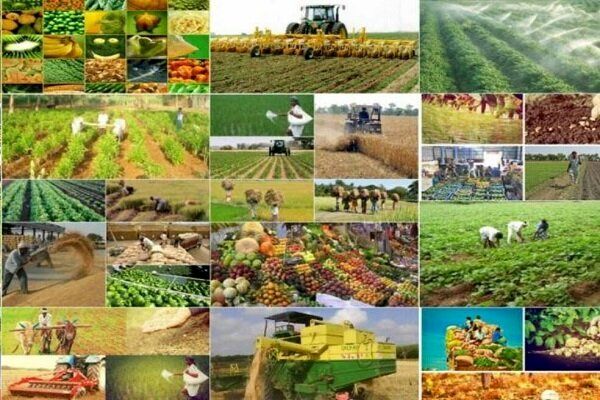شرکت‌های سهامی زراعی الگوی موفق علمی برای افزایش بهره‌وری