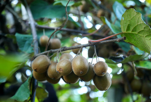 رج‌های سبز باغ؛ روایت برداشت کیوی