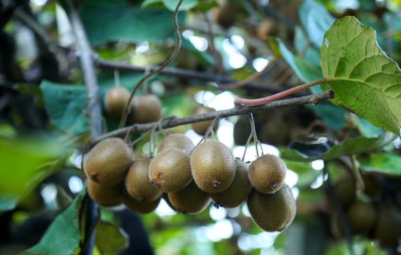 عکس | رج‌های سبز باغ؛ روایت برداشت کیوی