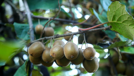 عکس | رج‌های سبز باغ؛ روایت برداشت کیوی