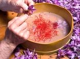 پیش‌بینی تولید بیش از 250 کیلوگرم زعفران در کردستان