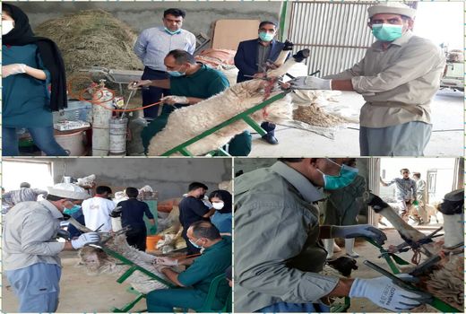 خدمات رایگان دامپزشکی شهربابک در ایام الله دهه فجر