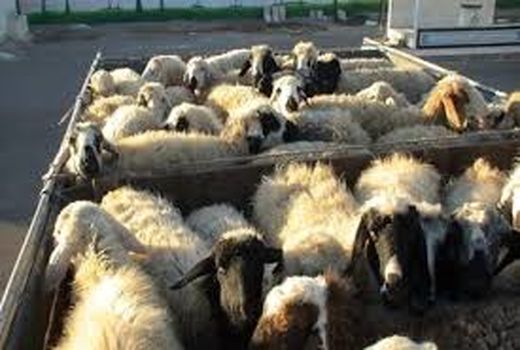 نظارت بر خودروهای حامل دام در خراسان شمالی شدت گرفت