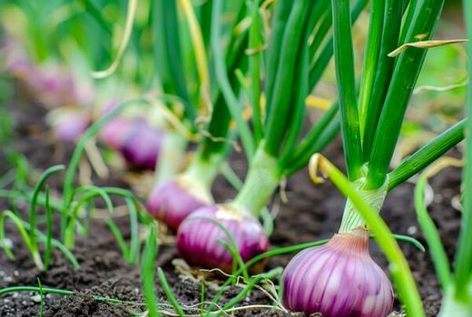 خرید حمایتی پیاز با ۷ مرکز فعال انجام شد/ پرداخت ۷۳ درصد مطالبات کشاورزان 
