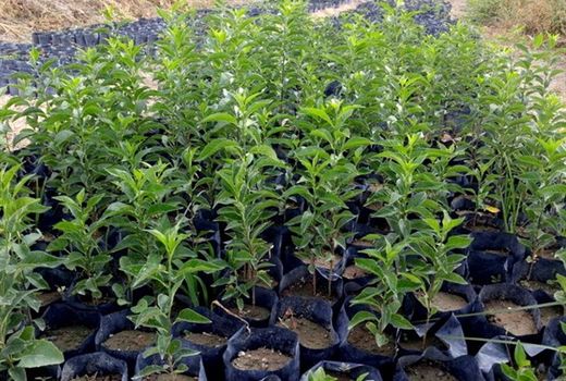 کمیت و کیفیت محصولات باغی به تامین نهال های شناسه دار بستگی دارد