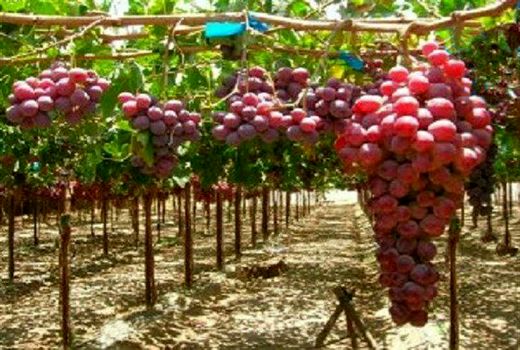 امسال ۷۲ هکتار باغ انگور داربستی در شهرستان کرمانشاه ایجاد می‌شود