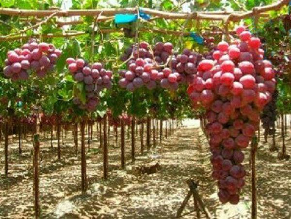 امسال ۷۲ هکتار باغ انگور داربستی در شهرستان کرمانشاه ایجاد می‌شود