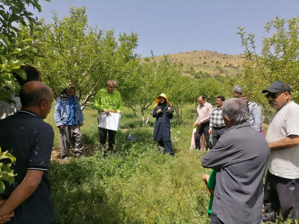 تبیین راهکارهای مبارزه با سفیدک سطحی و کرم سیب توسط محققان فارس